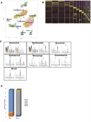 Digital Cell Atlas of Mouse Uterus: From Regenerative Stage to Maturational Stage